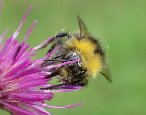 Réf. 297 895 : Bombus pratorum